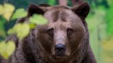 Roumanie: un ours tue une randonneuse de 19 ans, émotion dans le pays