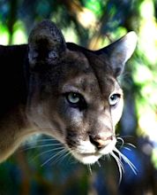 The Return of the Florida Panther: Something Close to a Success Story ...