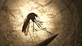 Mosquito-borne virus detected in Saginaw County