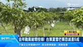 去年颱風破壞枝條！台東夏雪芒果恐減產5成