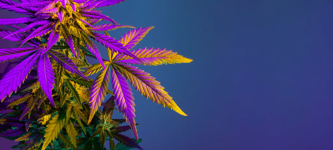 Is Aurora Cannabis Stock a Buy?