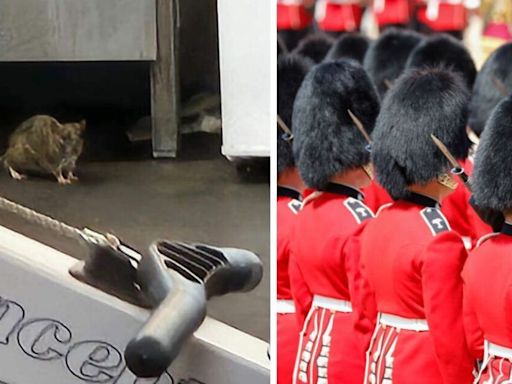 Fury as homes of soldiers guarding Royal Family invaded by giant rats