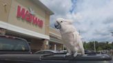 Glenolden man brings community together with talking cockatoo at Delco Wawa: "He's like my son"