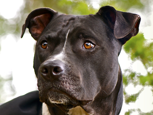 Pit Bull Looks Totally Stressed During Shocker 'Twilight Breaking Dawn’ Moment
