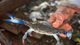Column: Reopening Virginia’s winter crab season would be a mistake