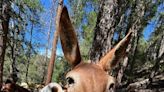 Mules, horses give an assist to forest service crews fighting wildfires in Trinity County