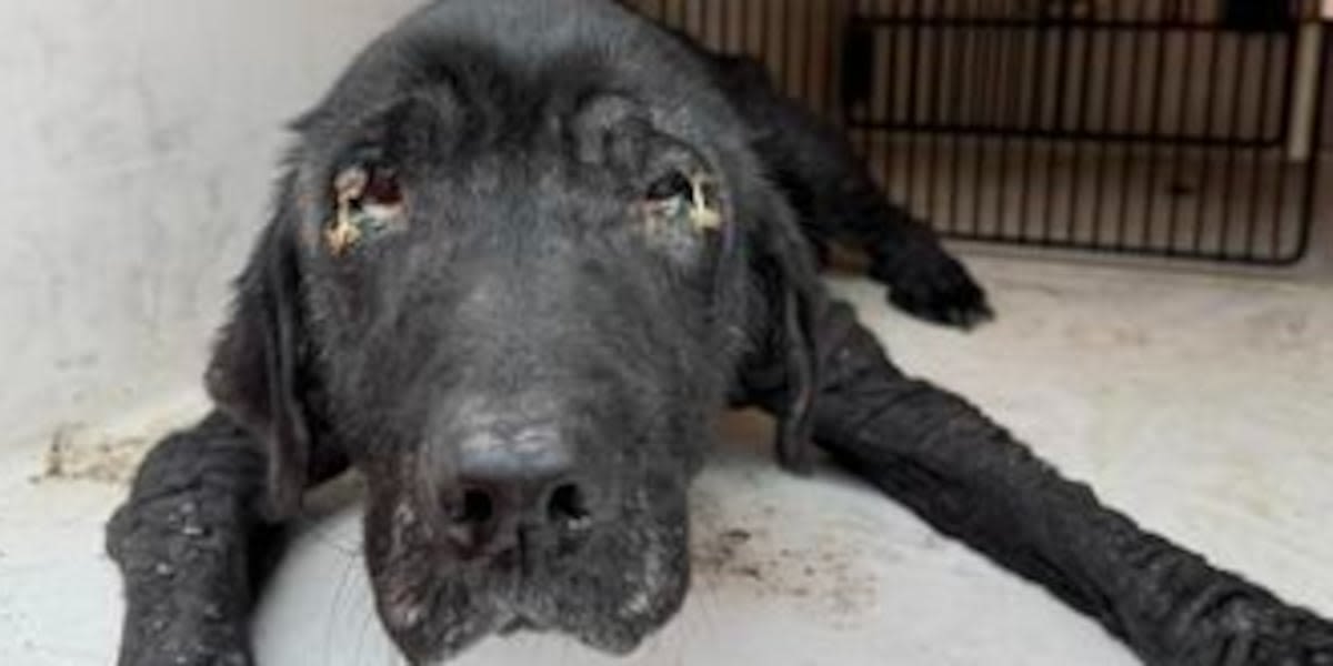 Harrison County Animal Control seeks information on neglected dog