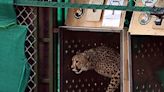 How well can Gandhi Sagar sanctuary accommodate free-ranging cheetahs? | In Focus podcast