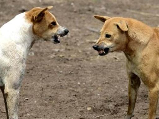 6-Year-Old Boy Mauled To Death By Street Dogs In Telangana