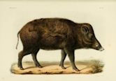 Northern Chinese boar