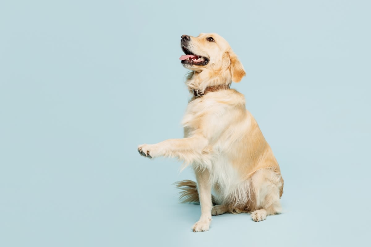 15 Fun Facts About Golden Retrievers People Can't Resist