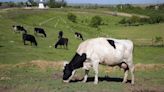 World’s first carbon tax on flatulent livestock will cost farmers $100 per cow in Denmark