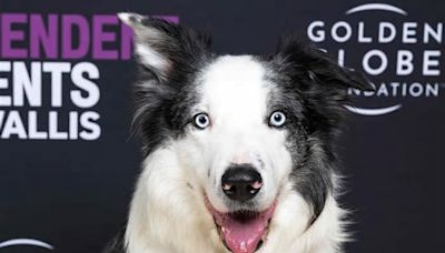 Messi,“ Anatomy of a Fall”'s goodest boy, is getting his own TV show