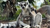 Cotswold Wildlife Park's Lemur Week marked by 70th breeding success