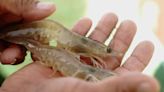 Tamaulipas aplica mano dura a pescadores que violen veda de camarón