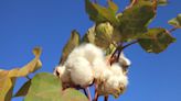 Turkmenistan urged to end forced labour in cotton supply chain