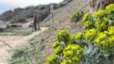 This invasive Boise Foothills plant can burn your skin. Here’s how to identify it