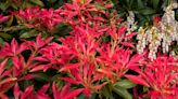 Pieris care and growing guide – expert tips on how to grow a dazzling andromeda bush