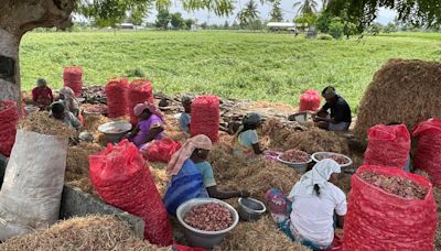 Off-season rain brings tears to small onion farmers in Tiruchi district as quality and prices drop drastically
