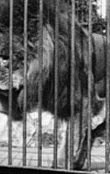 Lion, London Zoological Gardens