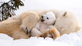 Video of Polar Bear Cub Sweetly Nestling Into Mom for Comfort Is Adorable