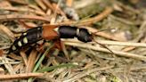 Toxin secretion evolution helped rove beetle's species diversification