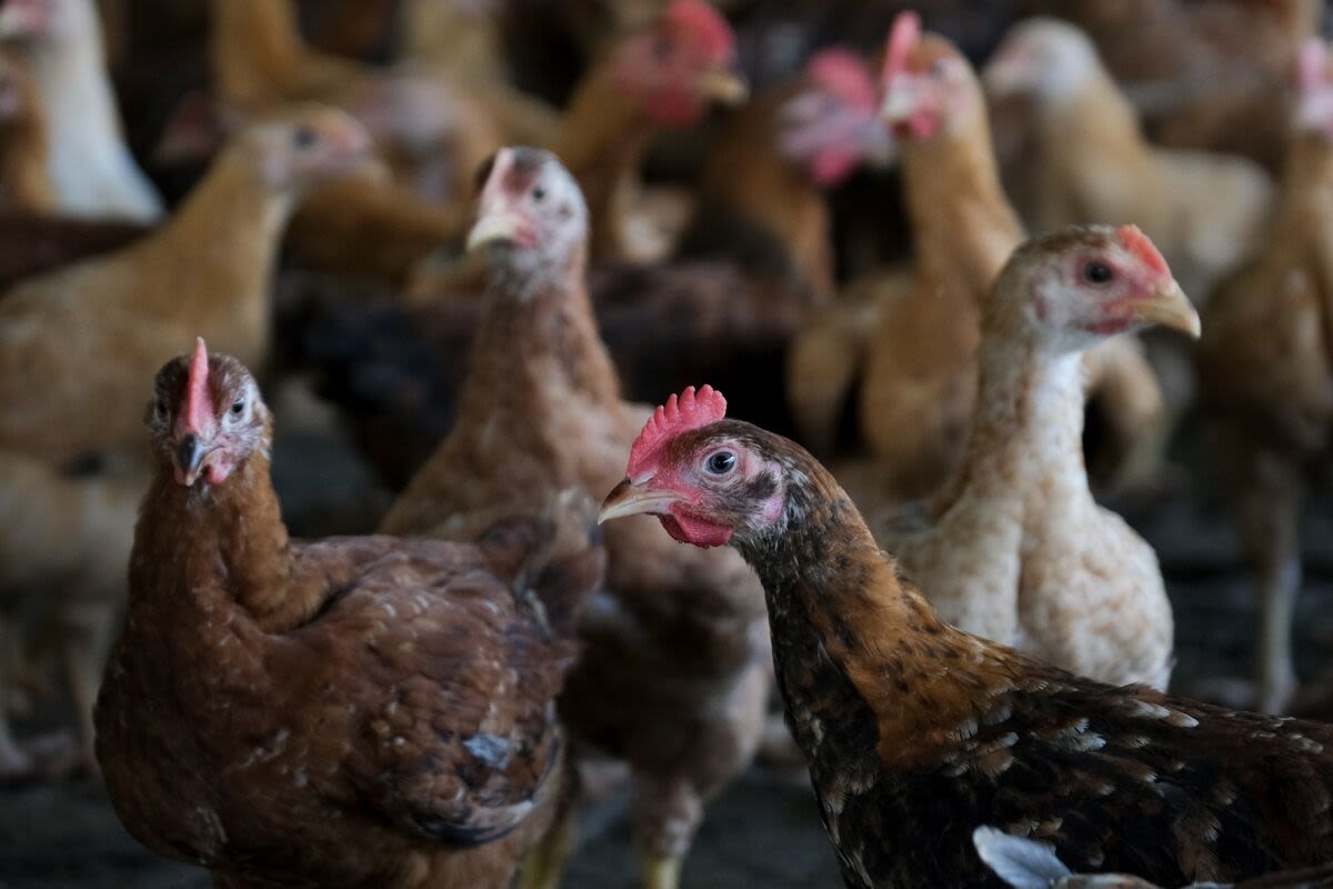 Brazil Halts All Chicken Exports to China as Virus Takes Toll