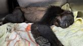 Monos saraguatos en peligro: Alertan por ‘rescates maliciosos’ para venderlos de manera ilegal
