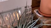 Air plants grow without soil and are good for beginners: What to know about care