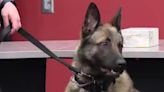 Lebanon City Police welcome K9 Ares