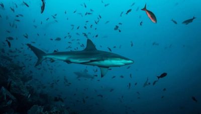 Cuidado con los tiburones si tienes pensado visitar alguna de estas playas españolas en verano (y Asturias no está incluida en la lista)