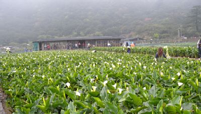 夏天太熱就往山上去 夏日避暑8個景點