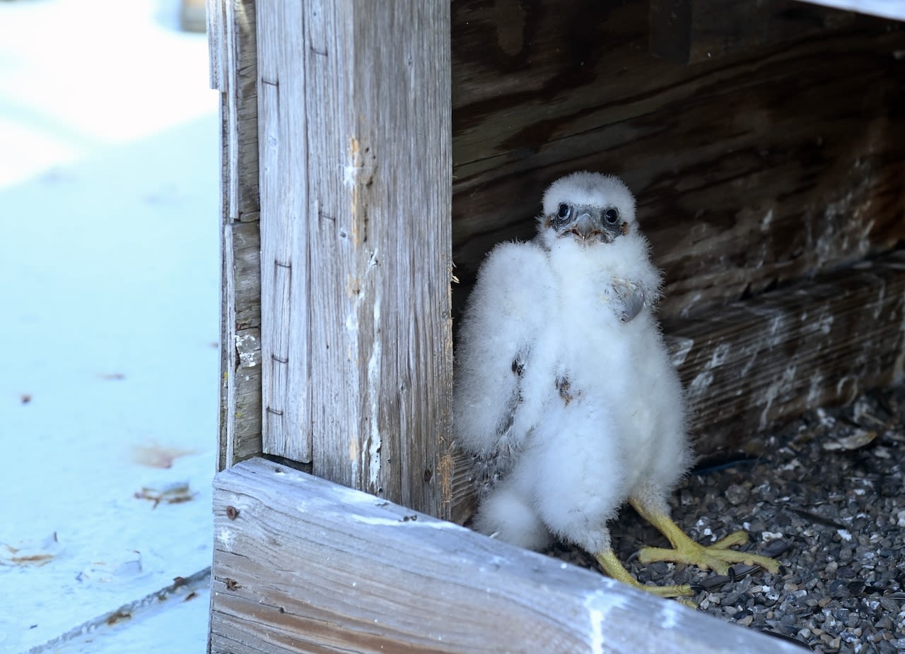 Baby falcons hatch atop Verrazzano-Narrows Bridge; MTA shares adorable photos