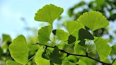 What Is Ginkgo Biloba?