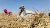 India reaps record wheat yield despite drop in area