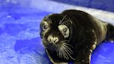 Rare black grey seal admitted to rescue centre after being found on beach