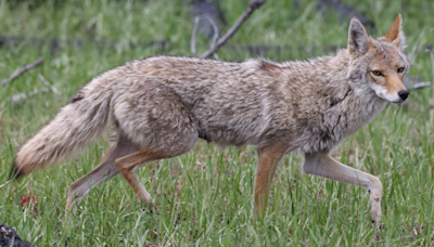 Rare Video Captures Coyote Playing with Back Yard Toys Just Like a Kid