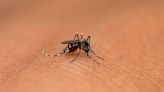 Amid Dengue Scare, Hyderabad Sees Increase In Chikungunya Cases Among Children