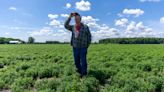 Flavoring the world: Indiana is a prime spot for growing mint, one of few places across US