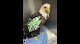 On the mend: Injured bald eagle found after recent Kansas tornadoes is recovering