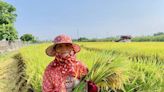 高雄一期稻作5月底完成供灌 農民陸續收割開心收成