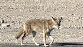 Coyote killed by car in Death Valley National Park