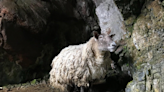 Britain's loneliest sheep 'needed rescuing' after becoming seriously overweight