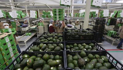 Comerciantes mexicanos denuncian subida del 40 % en precio del aguacate por la violencia