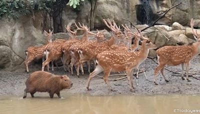 颱風來襲強風暴雨加潰堤 台南頑皮世界動物園成汪洋島國