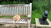 Ginger cat loves sitting beneath Garfield memorial | Fox 11 Tri Cities Fox 41 Yakima