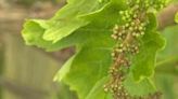 Rainy spring weather plagues Bordeaux vines with mildew | FOX 28 Spokane