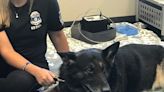 St. Francis Police K9 Bane passes away after battle with cancer