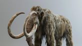 De-Extinction Breakthrough: Unveiling the Woolly Mammoth Genome With Groundbreaking DNA Technology