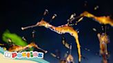 Sea dragons make a splash at California aquarium after dad’s historic pregnancy